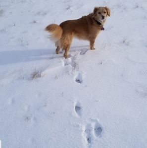 Meet your Posher, Allison